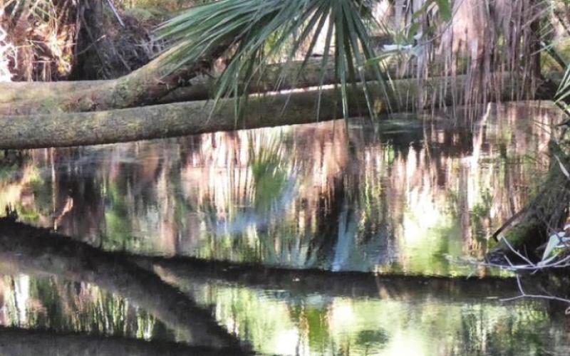 The horizontal limbs of live oaks are reflected in water just a foot or two below.