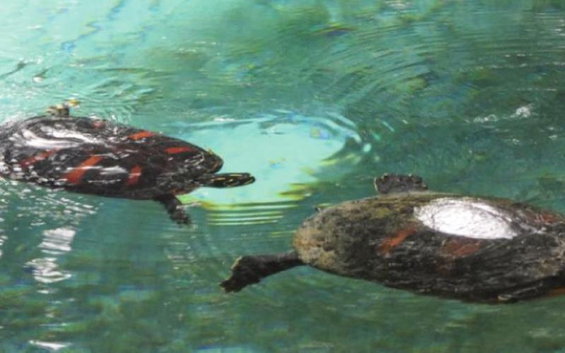 Didn’t see any gators at Fern Hammock, but the turtles were getting frisky.