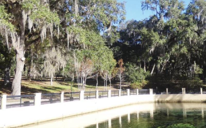 Salt Springs has an extensive picnic area in the shade of live oaks. If you arrive early in the morning, before all the families arrive, you can have the pool all to yourself.