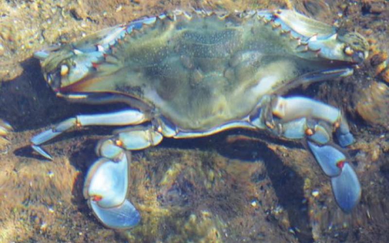 There were premium-size blue crabs moving in and out of the vent crevices at Salt Springs.
