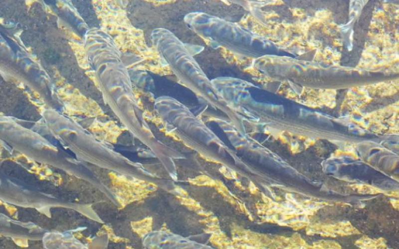 Mullet by the hundreds hang around the vents at Salt Springs—when they are not accumulating frequent flyer miles.