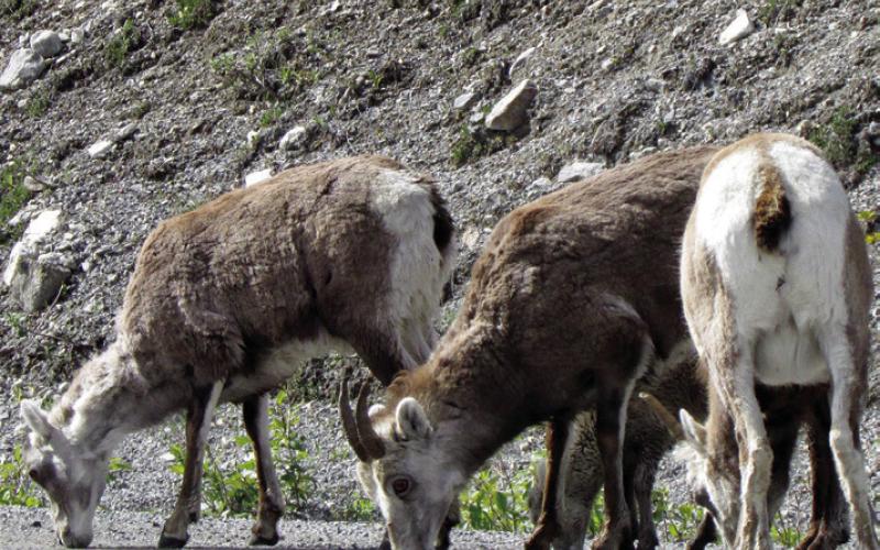 Stone sheep come down from the mountains to lick salt along the road.