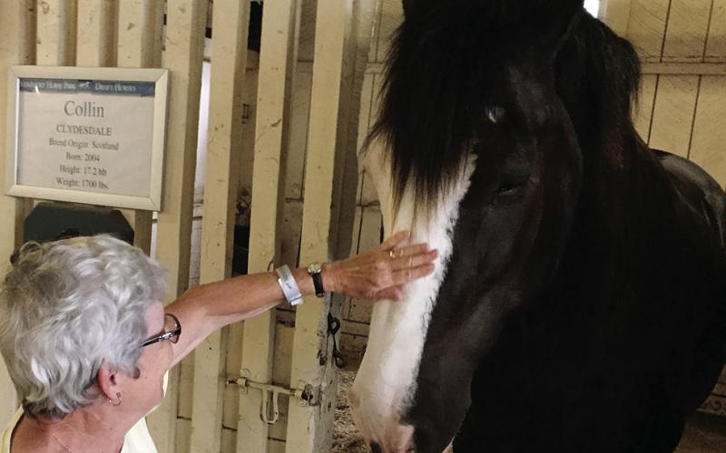 Belgians and Clydesdales are large but so gentle they don’t intimidate even diminutive people.