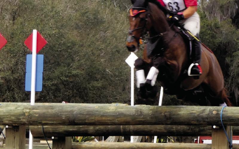The heavy logs on the cross country course are more formidable barriers than the bars in show jumping. You may be able to see the blue cables that now hold logs balanced in place instead of bolted on as in the past.