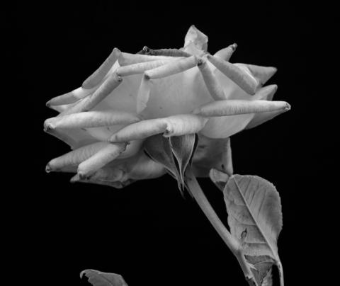 Roses in the desert