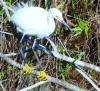 The snowy egret is easily identified by her “golden slippers.”