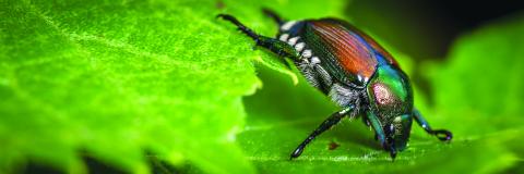 Japanese Beetle
