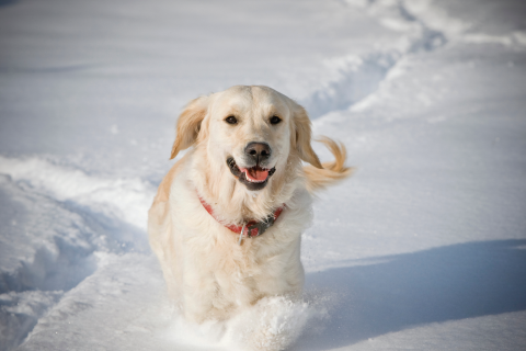 pets winter