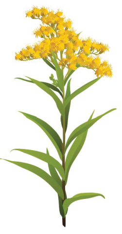 ragweed