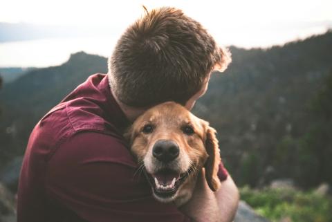 Keep pets safe