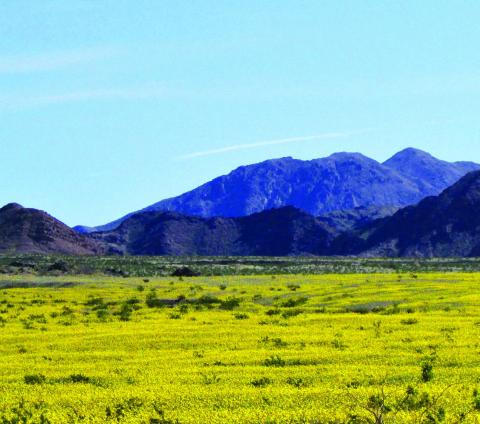 Hundreds of acres of desert gold flowers helped qualify it as a Super Bloom.
