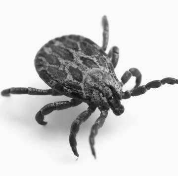 Ticks and Lyme disease  