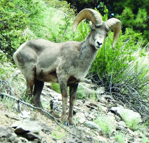 A bighorn ram politely led his herd off the trail so we could pass.