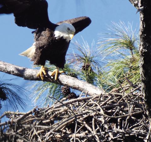 Adult eagle landing on the nest with a crop full of lunch for the chicks. The adults took turns fishing and feeding their young.