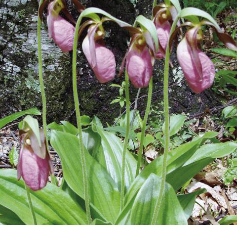 Alt Text forLady-slippers are a variety of wild orchid found in scattered beds back in the pine forests. Image