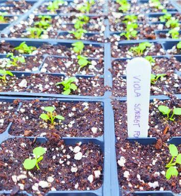 Sitting down on these drab days with some good gardening books and seed catalogs can be just what it takes to send you on your gardening journey.