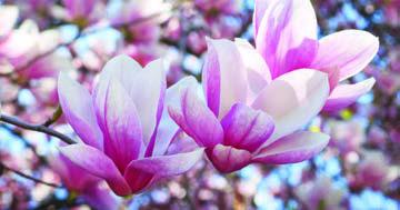 The season of renewal 