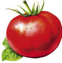 Tomato 