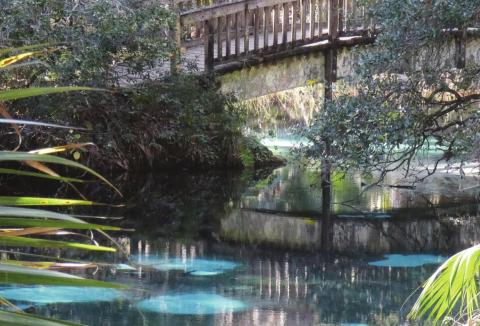 A footbridge at Fern Hammock allows you to look directly down into the spring pulsating up through the sandy bottom.
