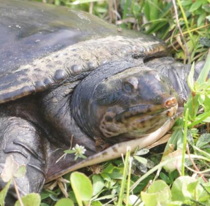 This softshell turtle is a handsome fellow—according to his mother.