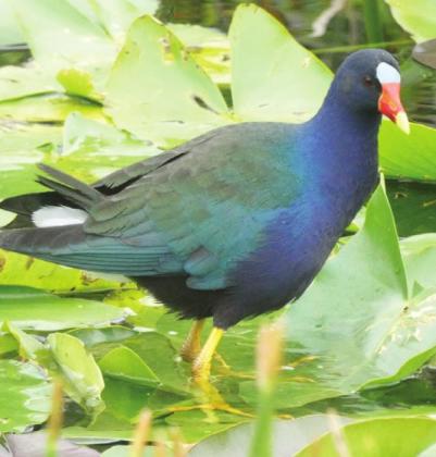 The purple gallinule is Shirley’s favorite. Very long toes allow him to walk on lily pads without sinking.