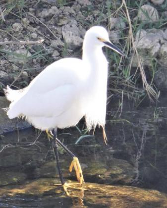 The snowy egret is easy to distinguish from other varieties by her golden slippers.