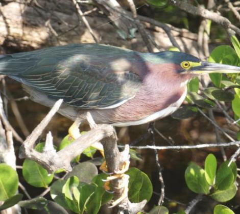 The green heron’s neck is held tucked in, looking short, until he leans over to spear a fish without leaving his perch.