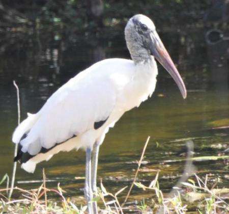 The wood stork is still an endangered species, but quite a few hang out on the road to Bear Island.
