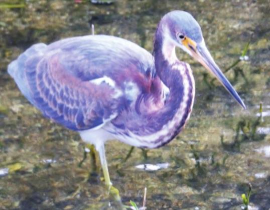 This tri-color heron was hanging out at Bear Island. Saw none in Everglades NP.