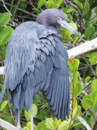 The little blue heron is distinguished from the great blue heron by...Well, I’m betting you can guess.