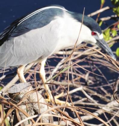 Black crowned night herons were all along the Tamiami Trail.