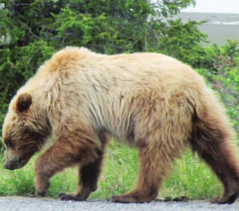 Grizzly bears in Alaska were so common that Shirley started saying, “Poo! He’s just a little one.”