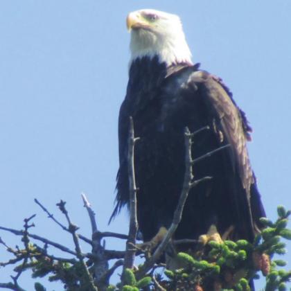 At Anchor Point, the eagles came to perch directly over our campsite.