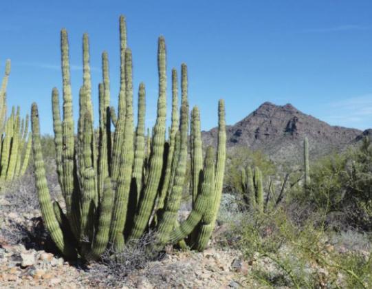 Organ Pipe Cactus National Monument, right on the Mexican border, was recommended by fellow RVers in 2012. We were a little skeptical at first, but it has become our primary winter destination ever since.