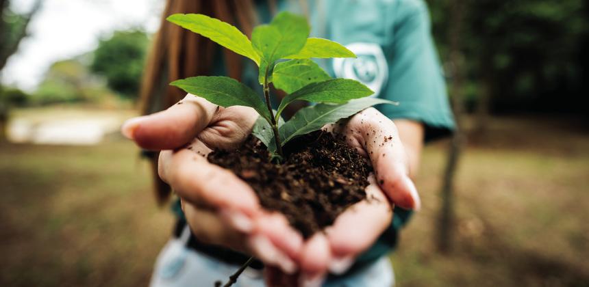 Native plant sale 