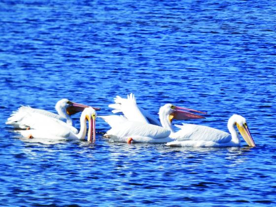White pelicans fish cooperatively by herding their prey like a pack of wolves.