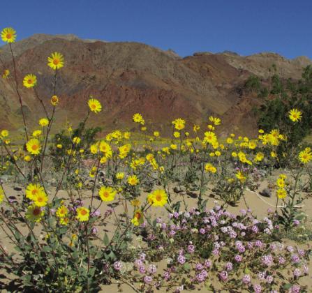 The seeds of desert flowers can wait patiently for decades to get their chance to shine.