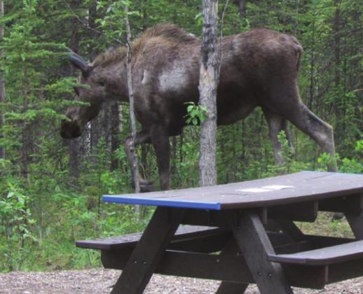 How do you feel about wildlife wandering right past your picnic table? Not everyone is thrilled by the idea.
