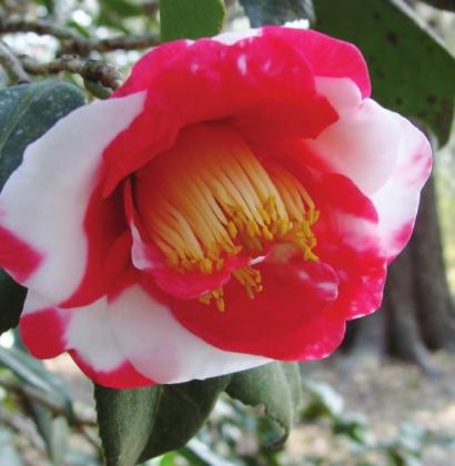 There are extensive displays of camellias at Avery Island.