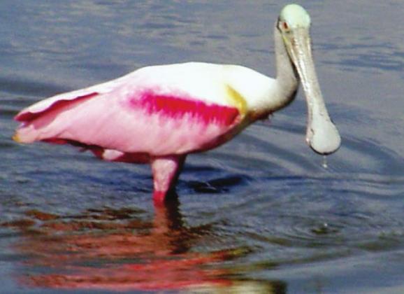 We had looked forward to the flocks of spoonbills at Jefferson Island, but they had not yet returned this year.