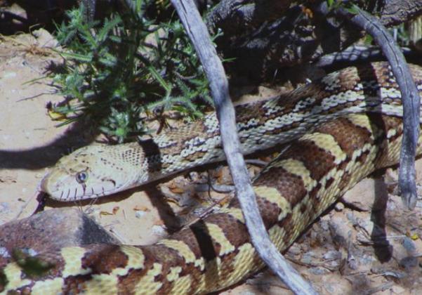 Though the bull or gopher snake resembles a rattlesnake and uses that as a defense mechanism, he is mostly interested in pack rats and not at all aggressive.