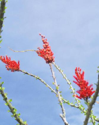 The ocotillo looks like a bundle of thorny sticks until an Arizona shower revives it. This can happen several times a year.