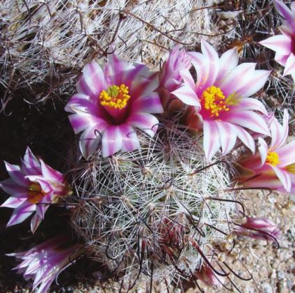 The Sonoran Desert, unlike the other three in the US, is noteworthy for flowering cacti.
