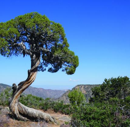 Mountain winters can twist trees like this juniper into interesting shapes.