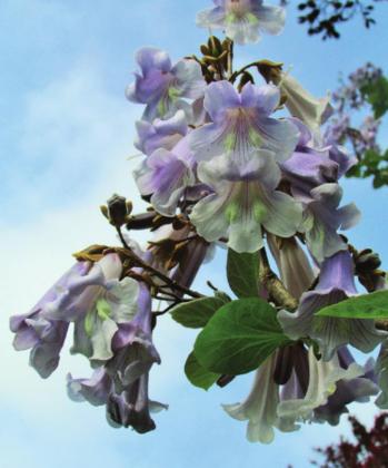 The Paulonia, or princess tree, is covered with clusters of beautiful blossoms.