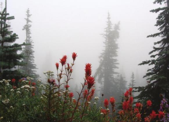 Like Denali, Mt. Rainier is often enshrouded in clouds or fog. Patience is required but well rewarded.
