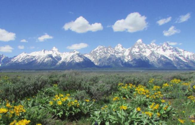 Arrowleaf balsam root adds a splash of color to Jackson Hole in early spring.
