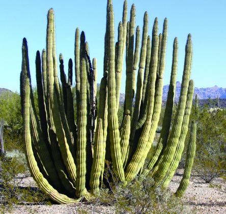 Organ pipe cactus prefers really warm temperatures and reaches the northern extent of its range in the national monument.