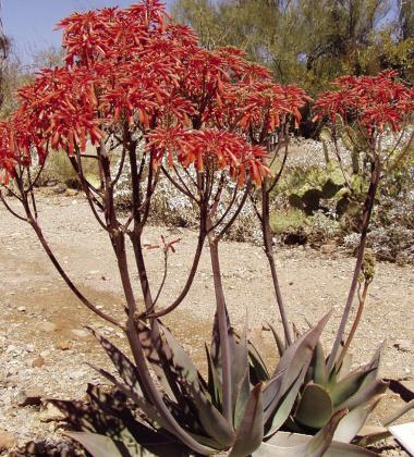 Color in the Green Desert is provided by a wide variety of plants like this Aloe striata.