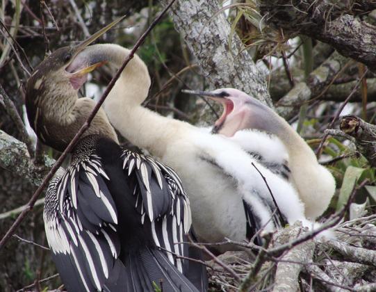 Anhinga chicks are virtually as large as their parents before they fledge. They can be very insistent at meal time.